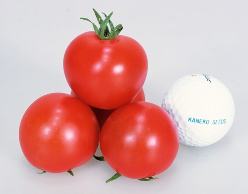 カネコ種苗 中玉トマト種子 レッドオーレ【取り寄せ注文】＊種子有効期限2026年10月末