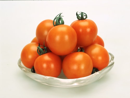 カネコ種苗 中玉トマト種子 オレンジオーレ【取り寄せ注文】＊種子有効期限2026年10月末