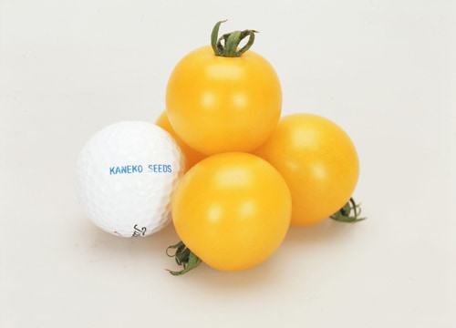 カネコ種苗 中玉トマト種子 イエローオーレ【取り寄せ注文】＊種子有効期限2026年5月末