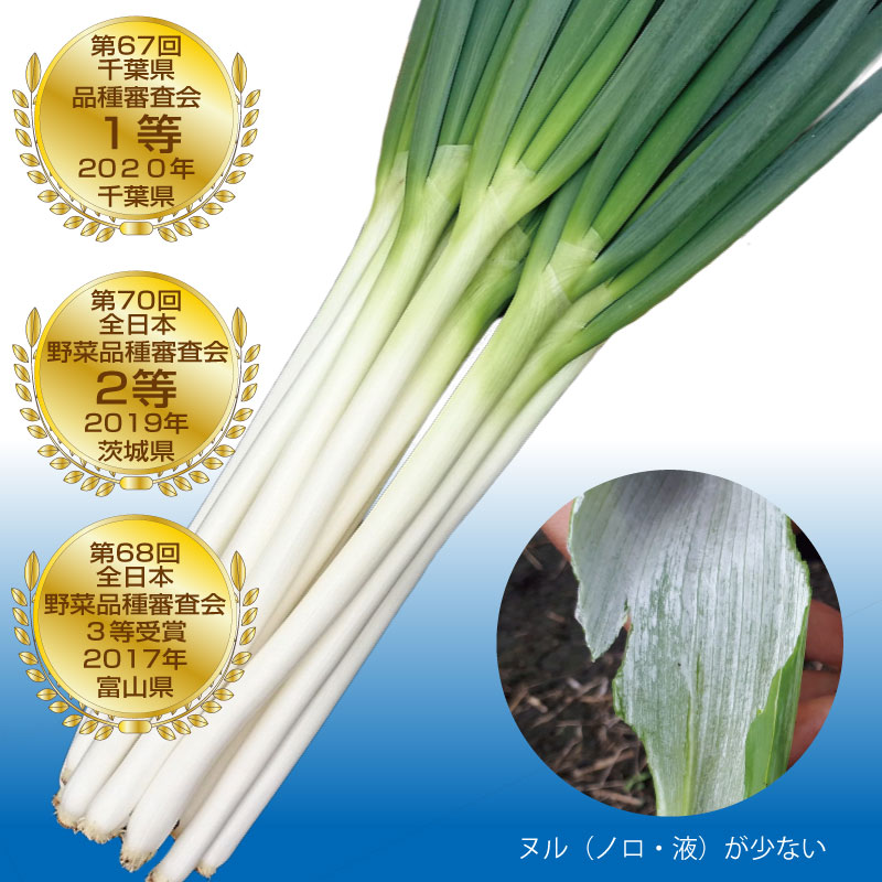 トキタ種苗 ネギ種子 大河の轟き【取り寄せ注文】＊種子有効期限2026年1月末