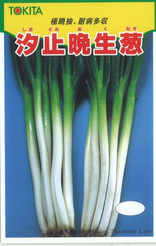 トキタ種苗　ネギ種子　汐止晩生【取り寄せ注文】※種子有効期限2024年10月末　　
