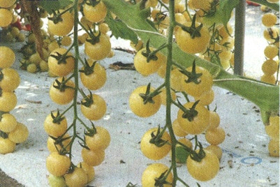 トキタ種苗　ミニトマト種子　サンシトロン【取り寄せ注文】