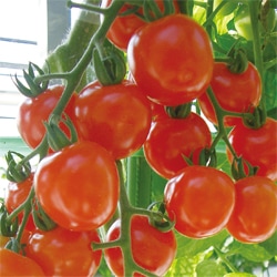 トキタ種苗　ミニトマト種子　サンチェリーピュア【取り寄せ注文】