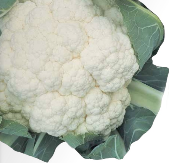 トキタ種苗 カリフラワー種子 グストイタリア リゾットビアンコ75【取り寄せ注文】＊種子有効期限2026年5月末