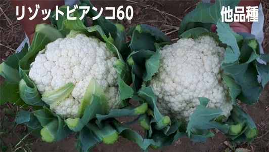 トキタ種苗 カリフラワー種子 グストイタリア リゾットビアンコ60【取り寄せ注文】＊種子有効期限2026年2月末