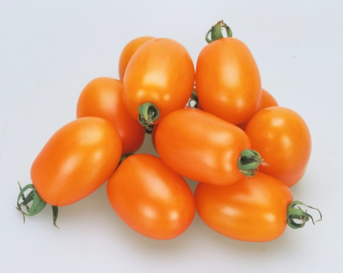 カネコ種苗　ミニトマト種子　キャンドルライト【取り寄せ注文】