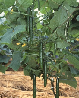 カネコ種苗　キュウリ種子　ほっきこうJP【取り寄せ注文】