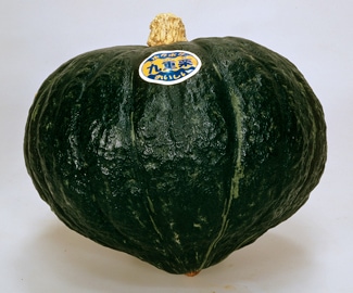 カネコ種苗 カボチャ種子 九重栗【取り寄せ注文】【2026年春種予約商品