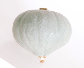 カネコ種苗 カボチャ種子 白い九重栗【取り寄せ注文】【2026年春種予約商品】