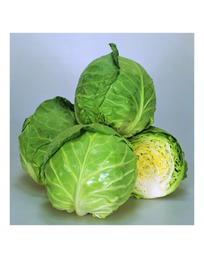 カネコ種苗　キャベツ種子　爽月【取り寄せ注文】