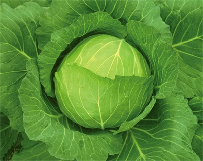 カネコ種苗　キャベツ種子　いろどり【取り寄せ注文】