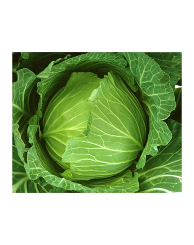 カネコ種苗　キャベツ種子　冬くぐり【取り寄せ注文】