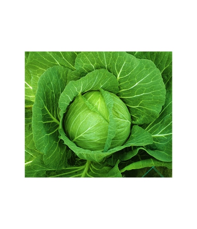 カネコ種苗　キャベツ種子　みくに【取り寄せ注文】