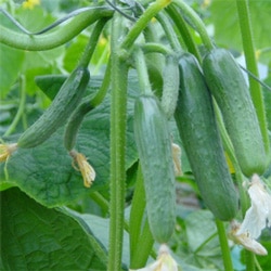 トキタ種苗 キュウリ種子 ミニQ【取り寄せ注文】