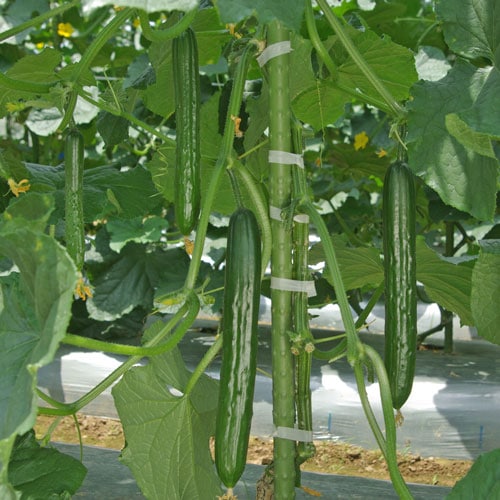 トキタ種苗 キュウリ種子 つやみどりパワー【取り寄せ注文】