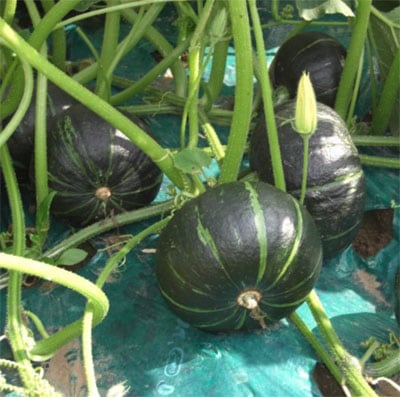 トキタ種苗 カボチャ種子 くり将軍【取り寄せ注文】＊種子有効期限2026年11月末 