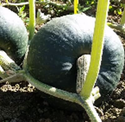 トキタ種苗 カボチャ種子 くり将軍ネオ【取り寄せ注文】＊種子有効期限2026年11月末 