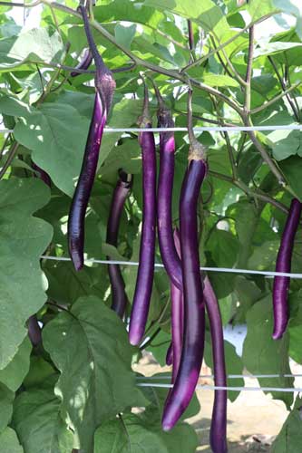 トキタ種苗　ナス種子　ぺんなす【取り寄せ注文】