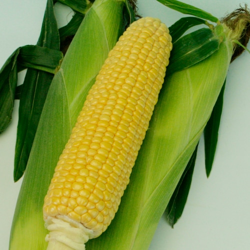 トキタ種苗　スイートコーン種子　ミルキースイーツ88ST【取り寄せ注文】※品切れ(26/春入荷予定)