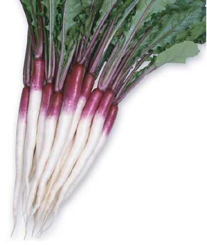 丸種　カブ種子　桜あかり【取り寄せ注文】