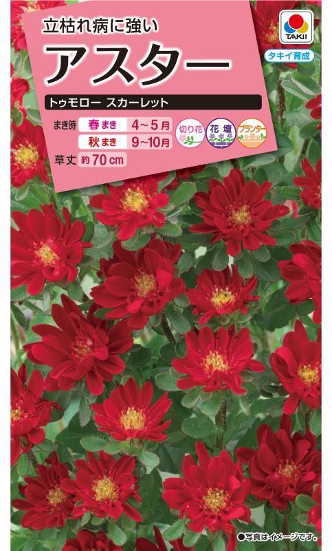 タキイ NL300 アスター トゥモロースカーレット 小袋 [FAS393] 【取り寄せ注文】※春のみ商品【2026年春種予約商品】 