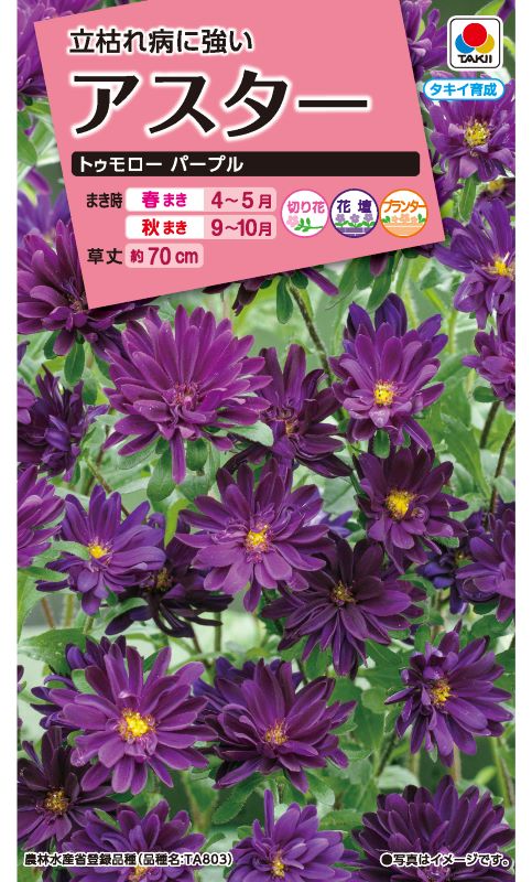 タキイ NL300 アスター トゥモローパープル 小袋 [FAS391] 【取り寄せ注文】※春のみ商品【2026年春種予約商品】 