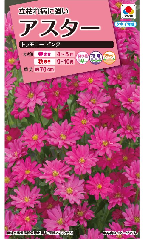 タキイ NL300 アスター トゥモローピンク 小袋 [FAS394] 【取り寄せ注文】※春のみ商品【2026年春種予約商品】 