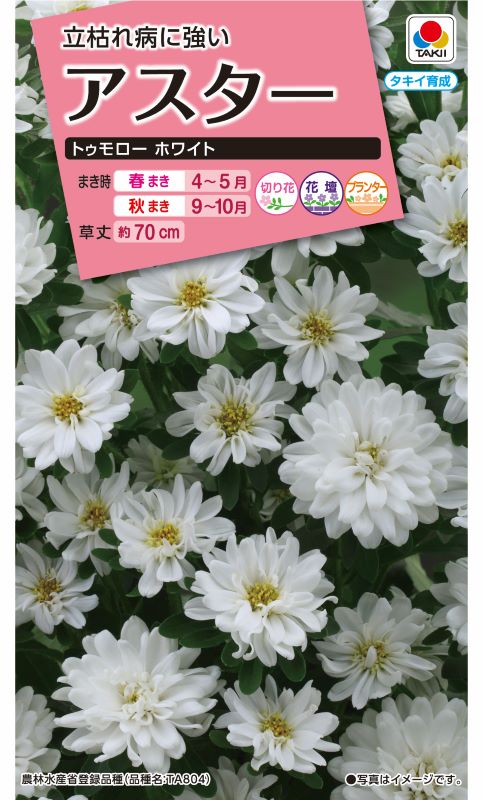 タキイ NL300 アスター トゥモローホワイト 小袋 [FAS392] 【取り寄せ注文】※春のみ商品【2026年春種予約商品】