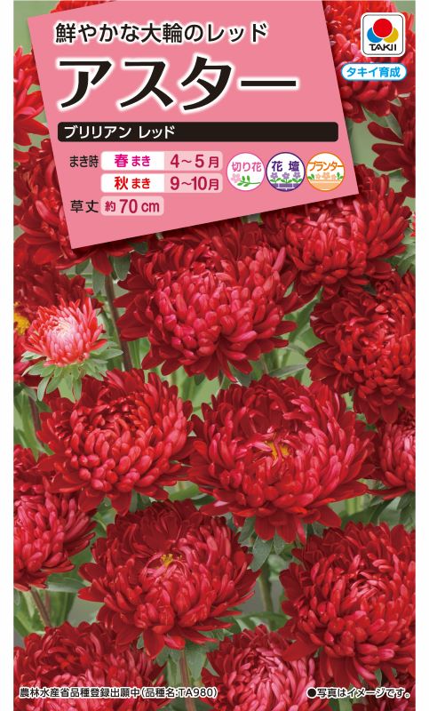 タキイ NL300 アスター ブリリアンレッド 小袋 [FAS592] 【取り寄せ注文】※春のみ商品【2026年春種予約商品】 