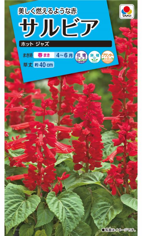 タキイ NL150 サルビア ホットジャズ 小袋[FSR115]【取り寄せ注文】※春のみ商品【2026年春種予約商品】 
