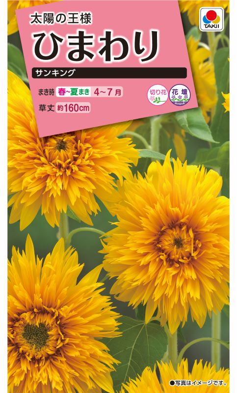 タキイ NL300 ひまわり　サンキング　小袋[FHMA41]【取り寄せ注文】※春のみ商品【2026年春種予約商品】