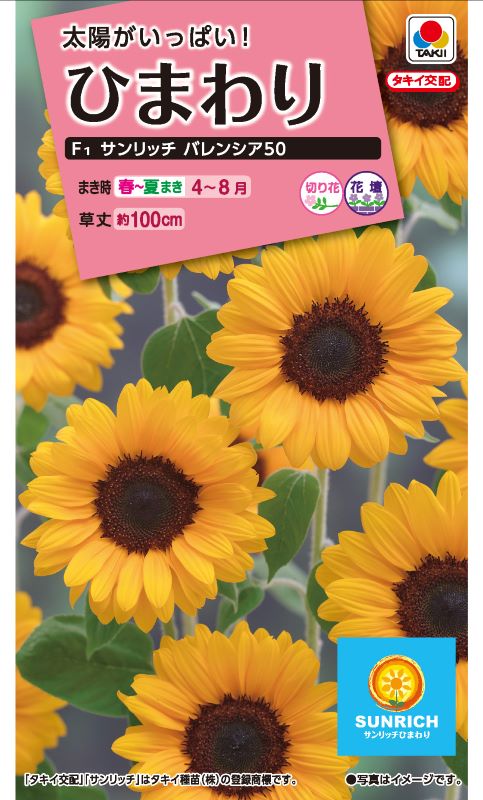 草花種子（小袋）,4月まきの花の種,ひまわり | 小林種苗株式会社