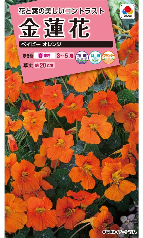 タキイ NL300 金蓮花 ベイビーオレンジ 小袋 [FKRA65]【取り寄せ注文】※春のみ商品【2026年春種予約商品】