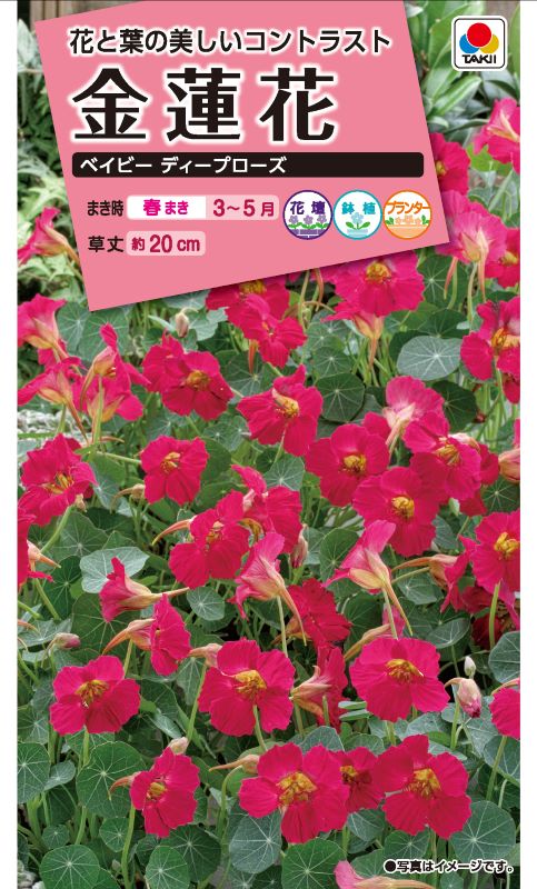 タキイ NL300 金蓮花 ベイビーディープローズ 小袋[FKRA64]【取り寄せ注文】※春のみ商品【2026年春種予約商品】