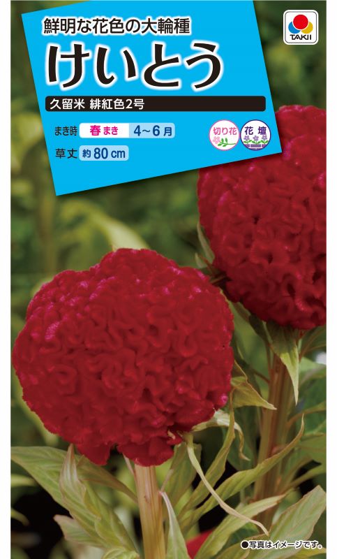 タキイ NL150 けいとう 久留米緋紅色2号 小袋[FKT120]【取り寄せ注文】※春のみ商品【2026年春種予約商品】