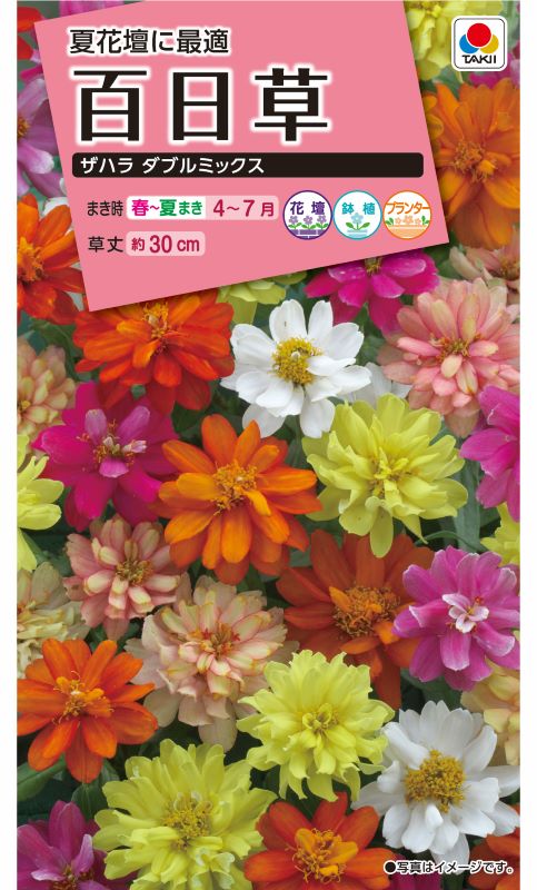タキイ NL300 百日草 ザハラダブルミックス 小袋[FZN830]【取り寄せ注文】※春のみ商品【2026年春種予約商品】 