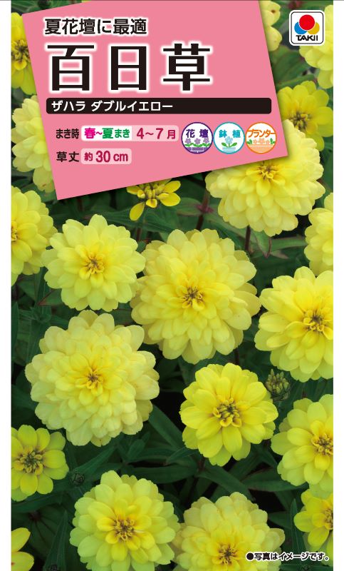26年春掲載なしタキイ NL300 百日草 ザハラダブルイエロー 小袋[FZN835]【取り寄せ注文】【2027年春種予約商品】＊春のみ商品