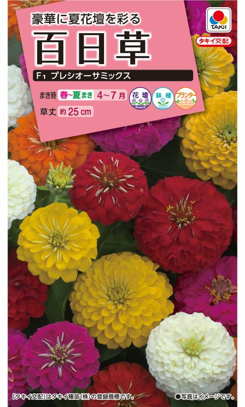 タキイ NL300 百日草 F1プレシオーサミックス 小袋[FZN590]【取り寄せ注文】※春のみ商品【2026年春種予約商品】 