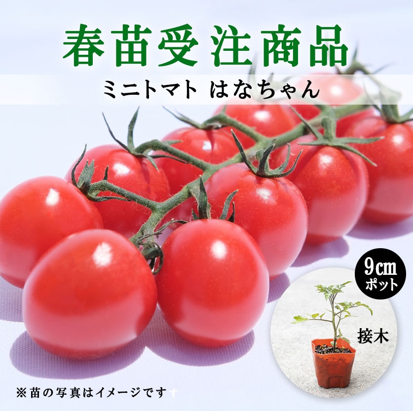 【春野菜苗受注予約】ミニトマト(接木)　はなちゃん[台木：ボランチ］　9.0cm×40本