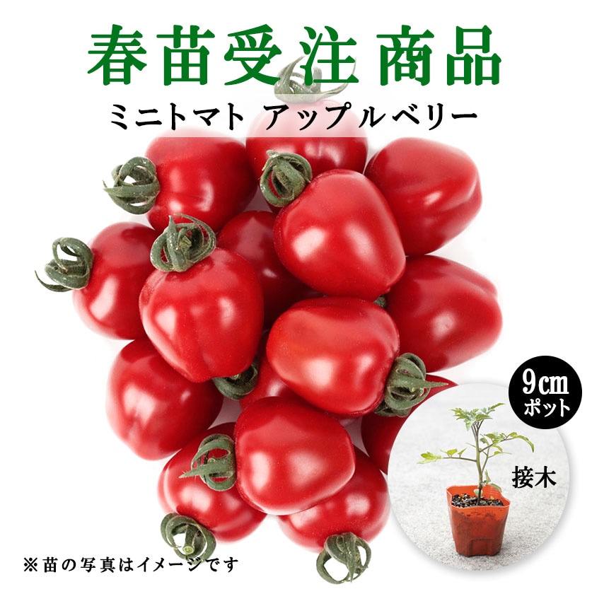 【春野菜苗受注予約】ミニトマト(接木)　アップルベリー[台木：ボランチ］　9.0cm×40本