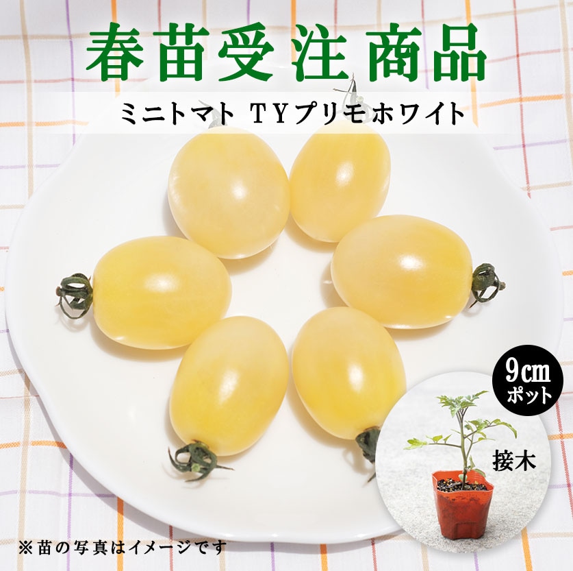 【春野菜苗受注予約】ミニトマト(接木)　TYプリモホワイト[台木：ボランチ］　9.0cm×40本
