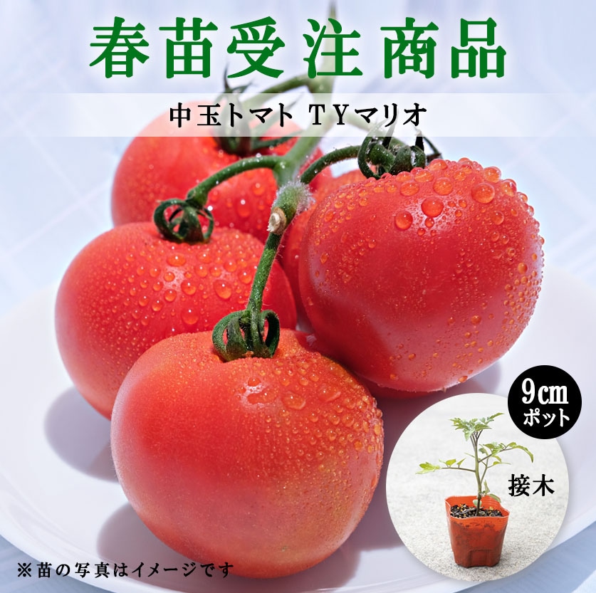 【春野菜苗受注予約】中玉トマト(接木)　TYマリオ[台木：ボランチ］　9.0cm×40本