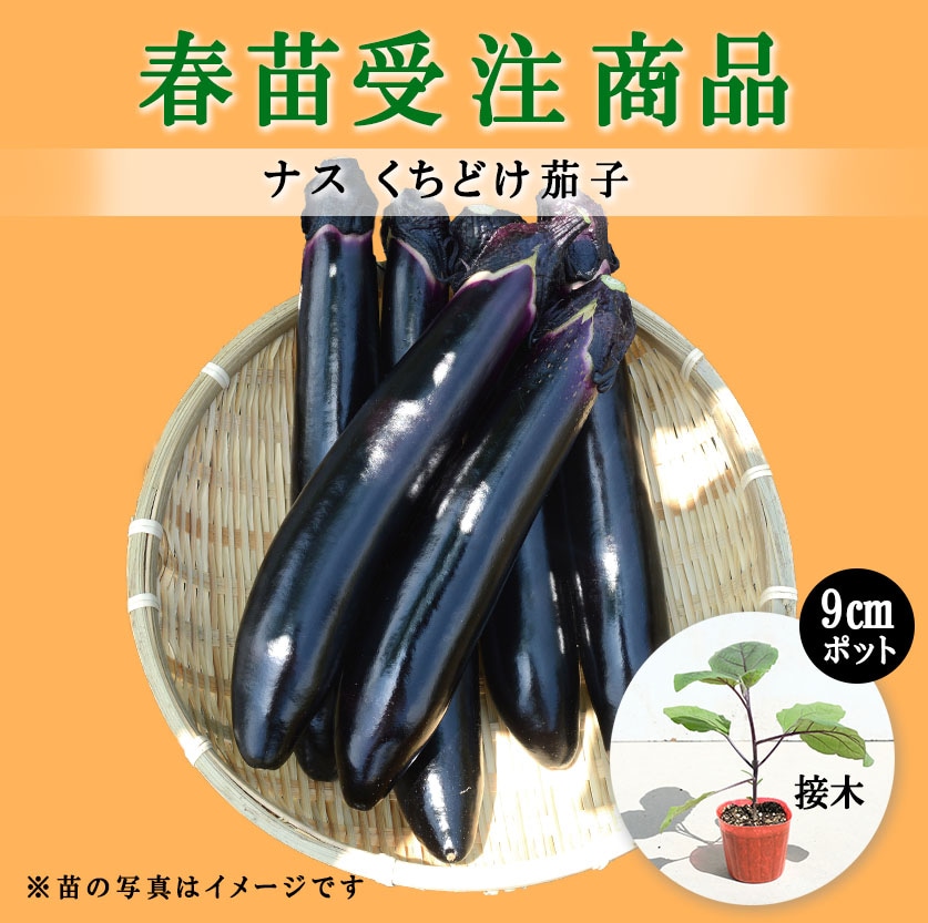【春野菜苗受注予約】ナス(接木)　くちどけ茄子[台木：台太郎］　9.0cm×40本