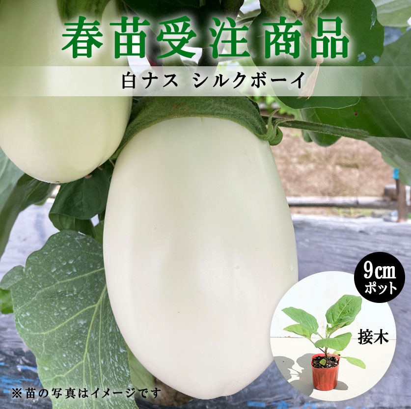 【春野菜苗受注予約】ナス(接木)　シルクボーイ[台木：台太郎］　9.0cm×40本