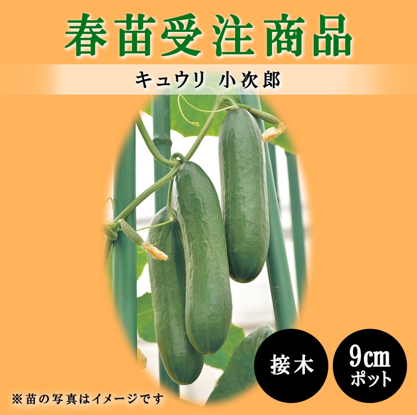 【春野菜苗受注予約】ミニキュウリ(接木)　小次郎[台木：昇竜］　9.0cm×40本