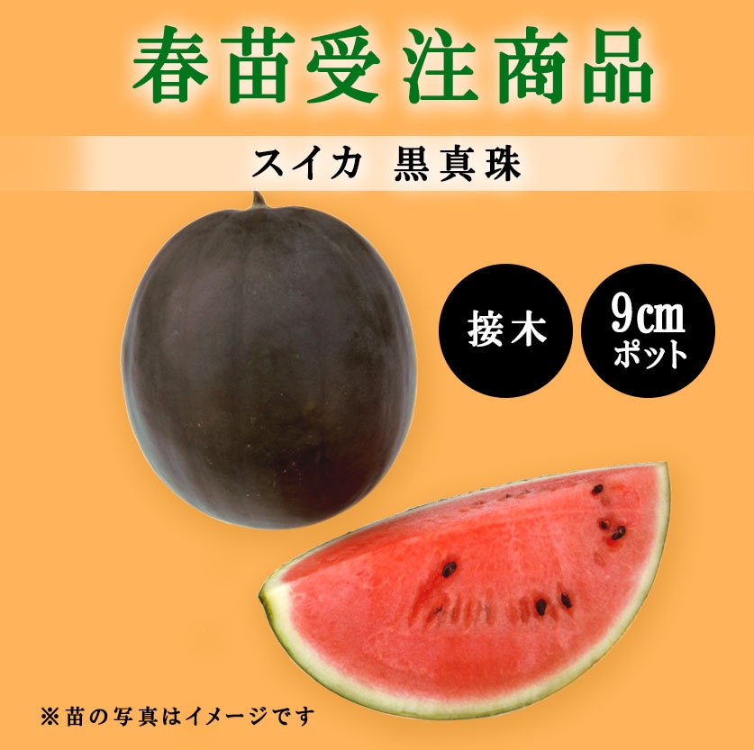 【春野菜苗受注予約】スイカ(接木)　黒真珠[台木：FRきずな］　9.0cm×40本