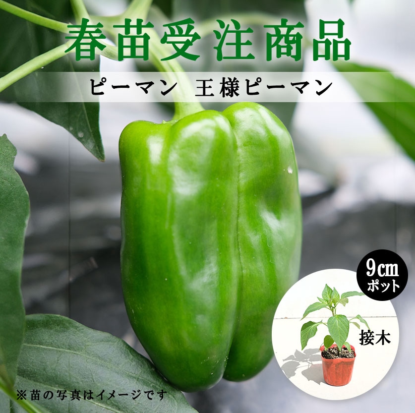 【春野菜苗受注予約】ピーマン(接木)　王様ピーマン[台木：ベルホープ］　9.0cm×40本