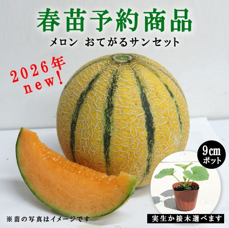 【春野菜苗受注予約】メロン(実生/接木)　おてがるサンセット　9.0cm×40本