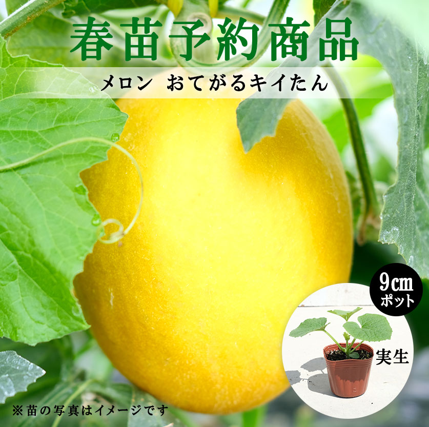 【春野菜苗受注予約】メロン(実生)　おてがるキイたん　9.0cm×40本