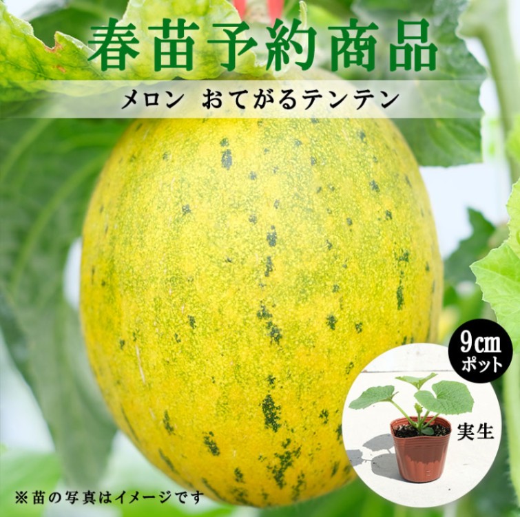 【春野菜苗受注予約】メロン(実生)　おてがるテンテン　9.0cm×40本